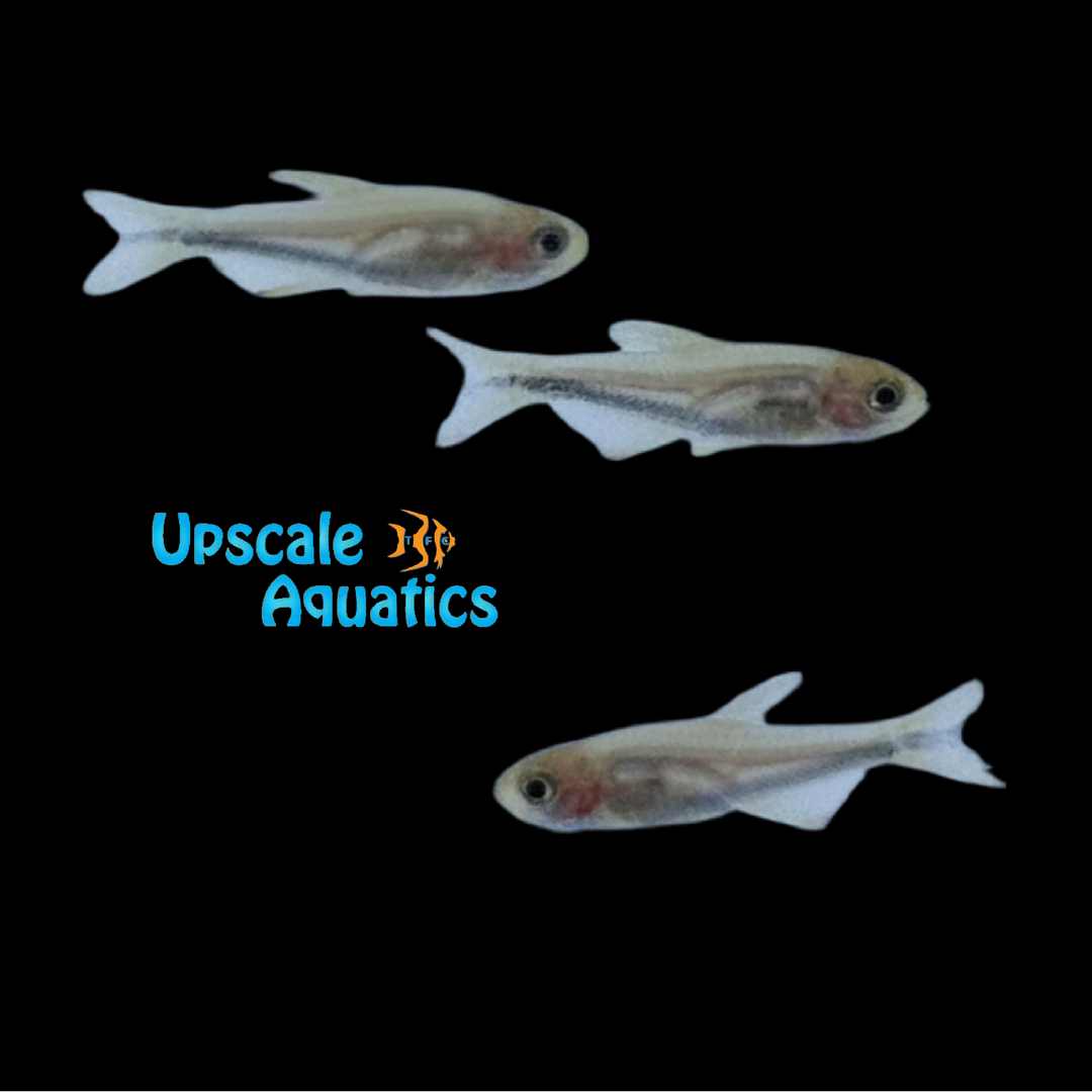 Black Arrow Emperor Tetra (Inpaichthys cf. kerri)