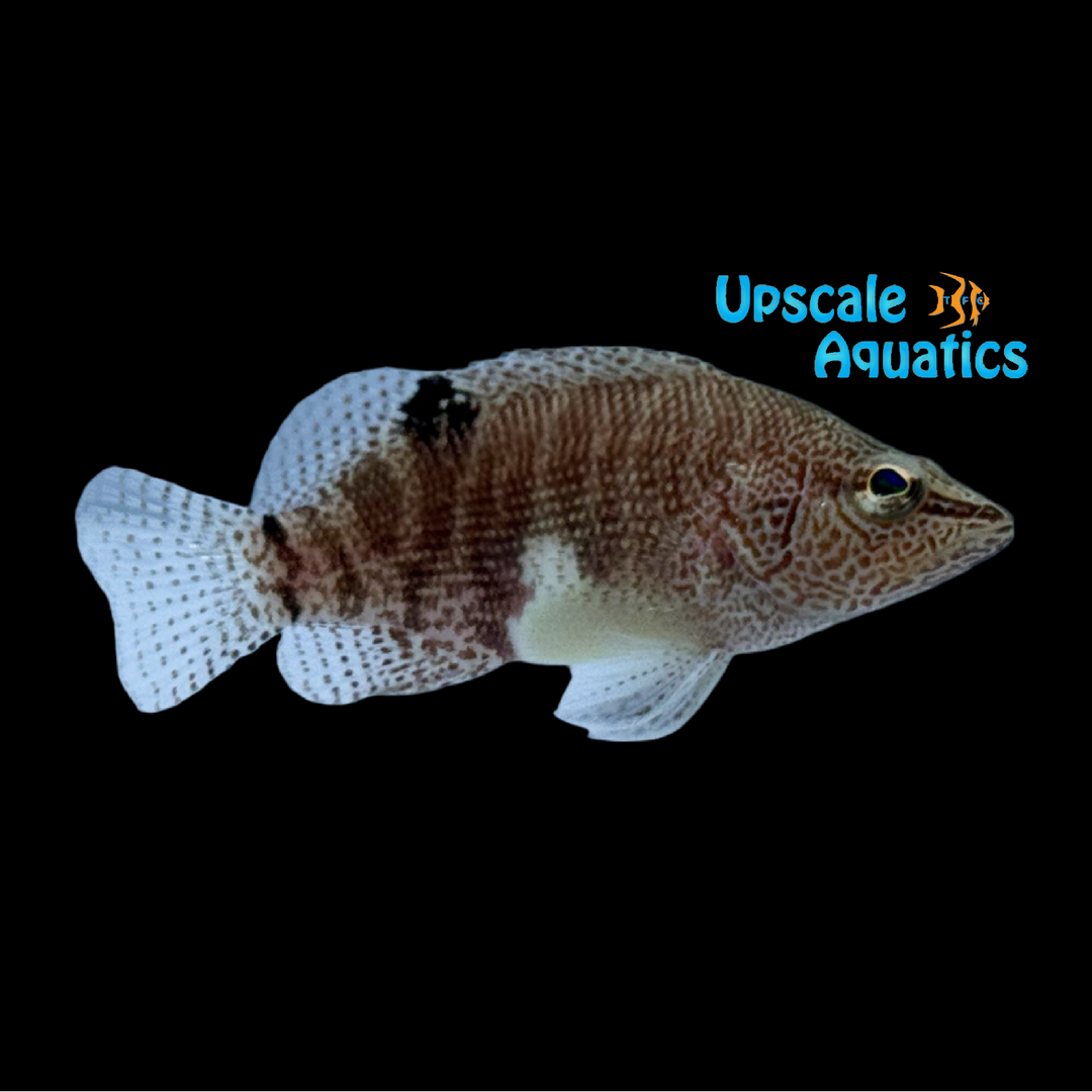 Belted Sandfish (Serranus subligarius)