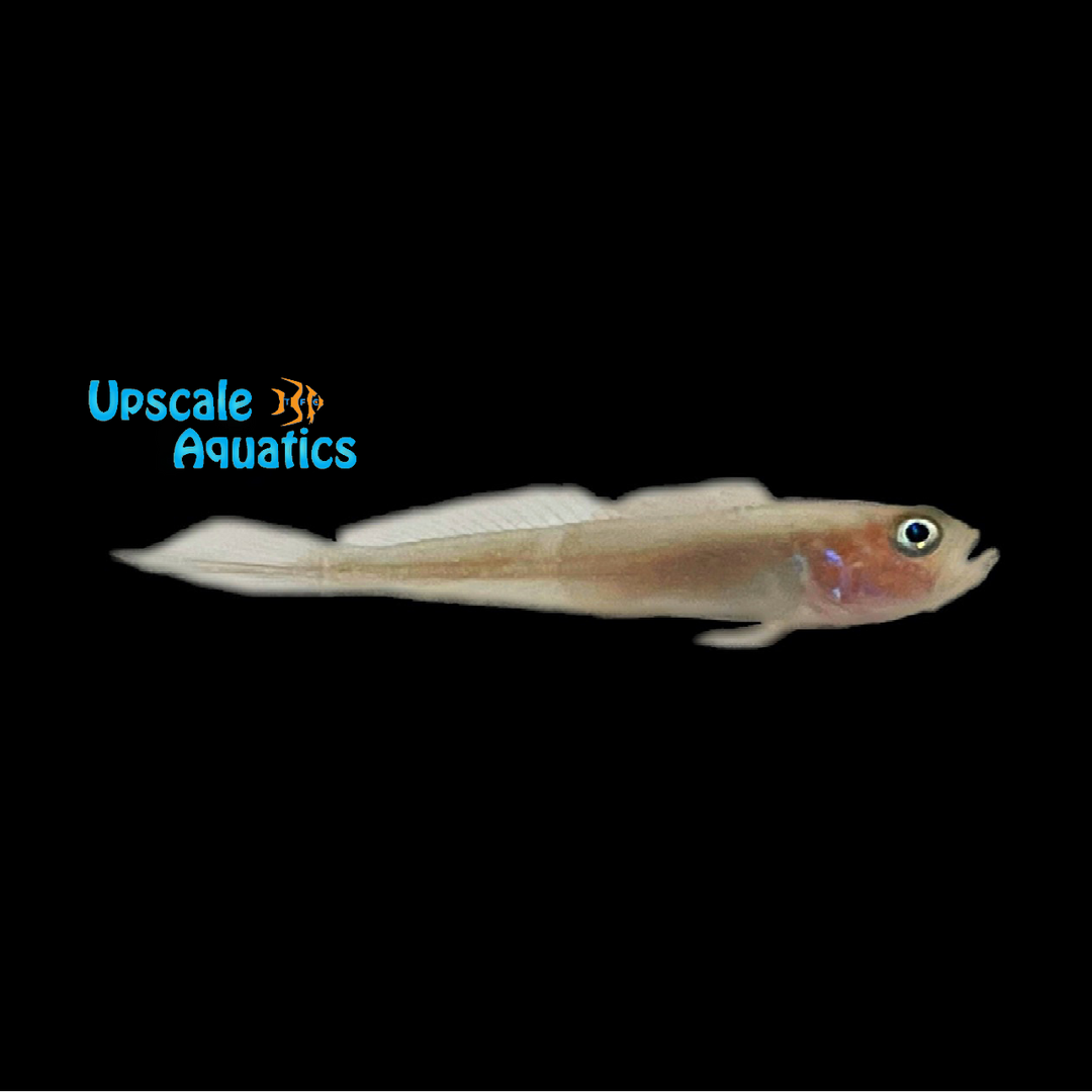 Banner Goby (Microgobius microlepis)
