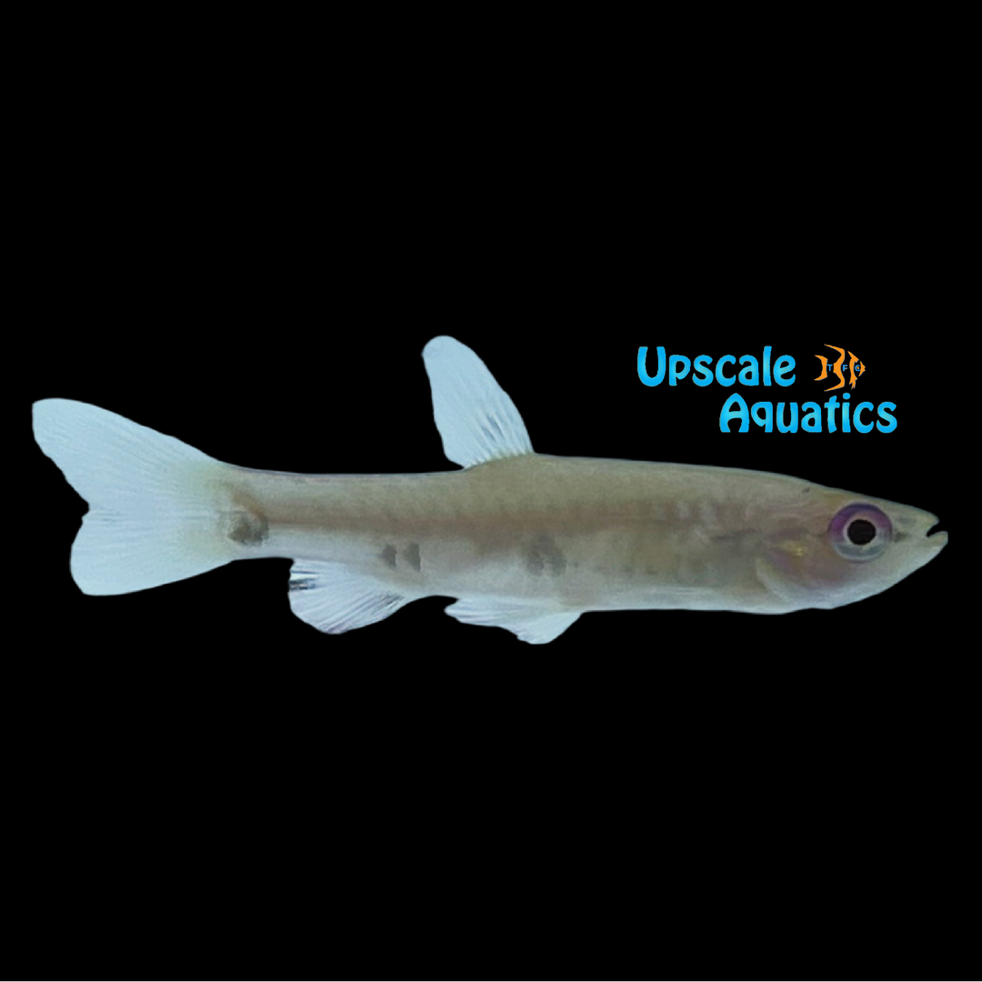 Four Spot Splash Tetra (Pyrrhulina spilota)
