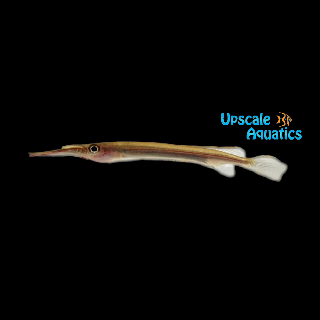 Fire Stripe Halfbeak (Hemirhamphodon kapuasensis)