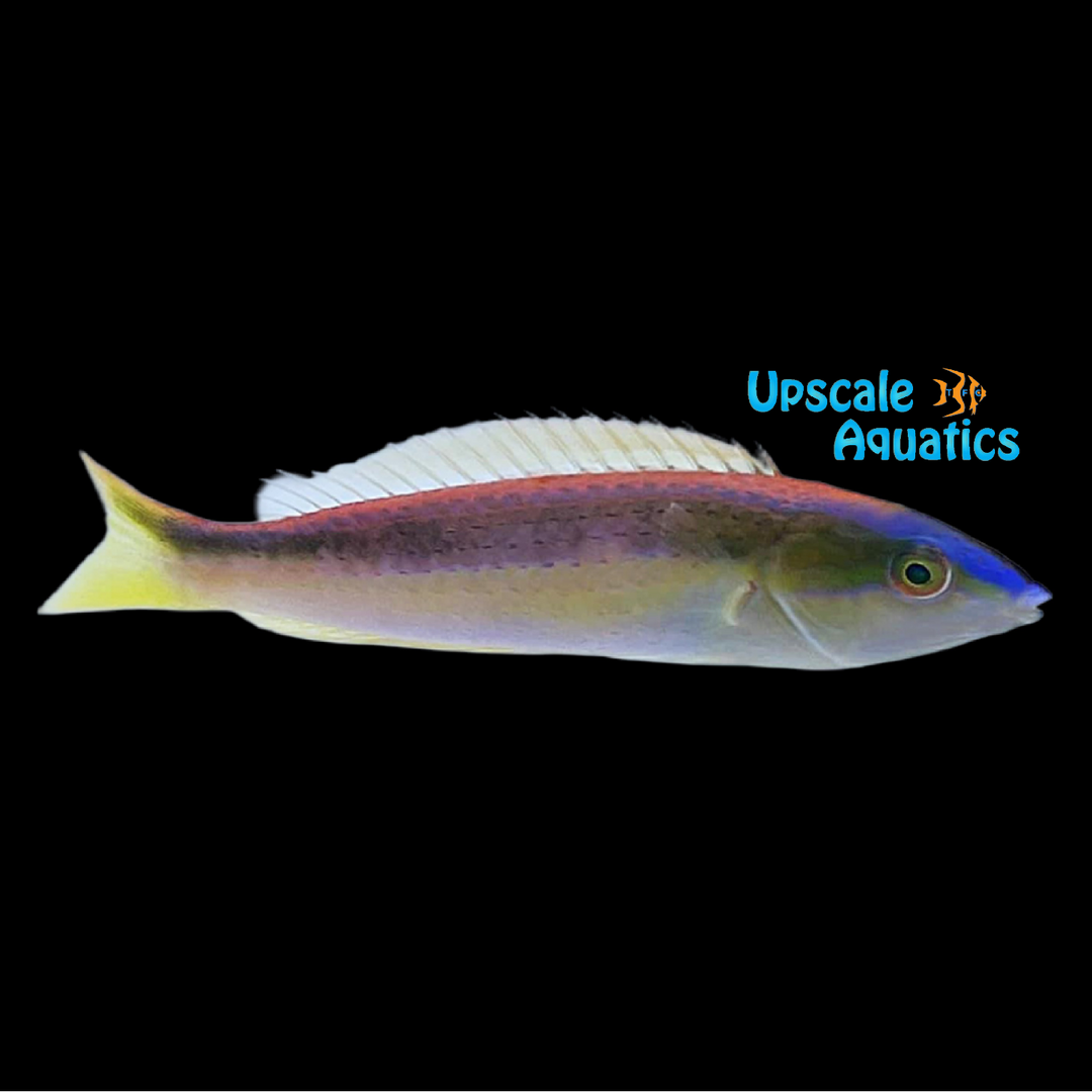 Blue Nose Pencil Wrasse (Pseudojuloides kaleidos)