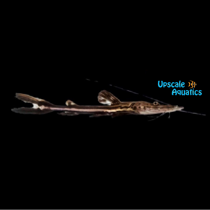 Firewood Catfish (Sorubimichthys planiceps)