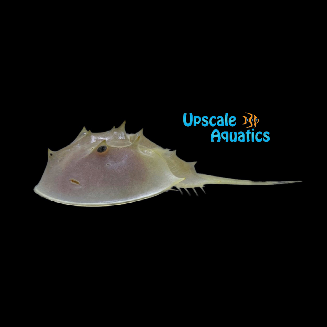 Horseshoe Crab (Limulus polyphemus)
