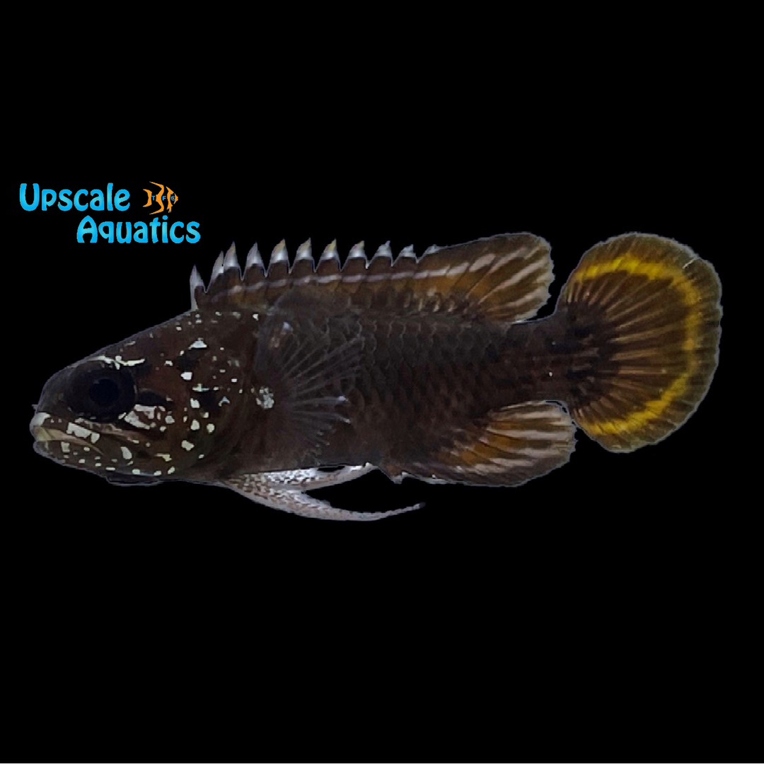 Crimsontip Longfin Grouper (Plesiops coeruleolineatus)