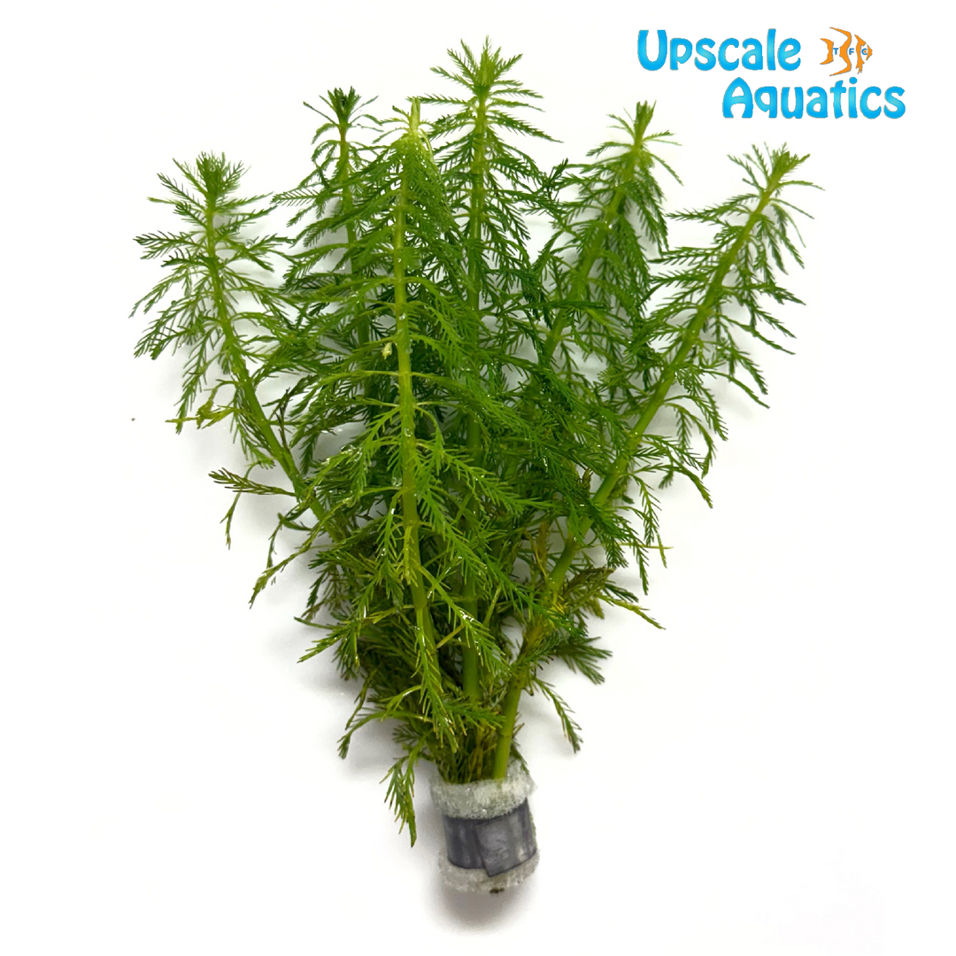 Parrot Feather (Myriophyllum aquaticum)