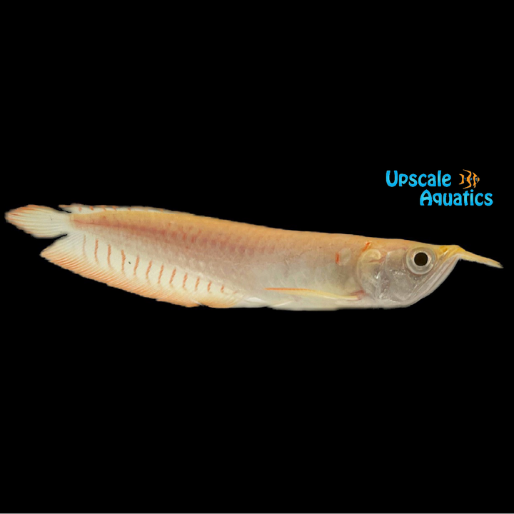 Albino Silver Arowana (Osteoglossum bicirrhosum albino)