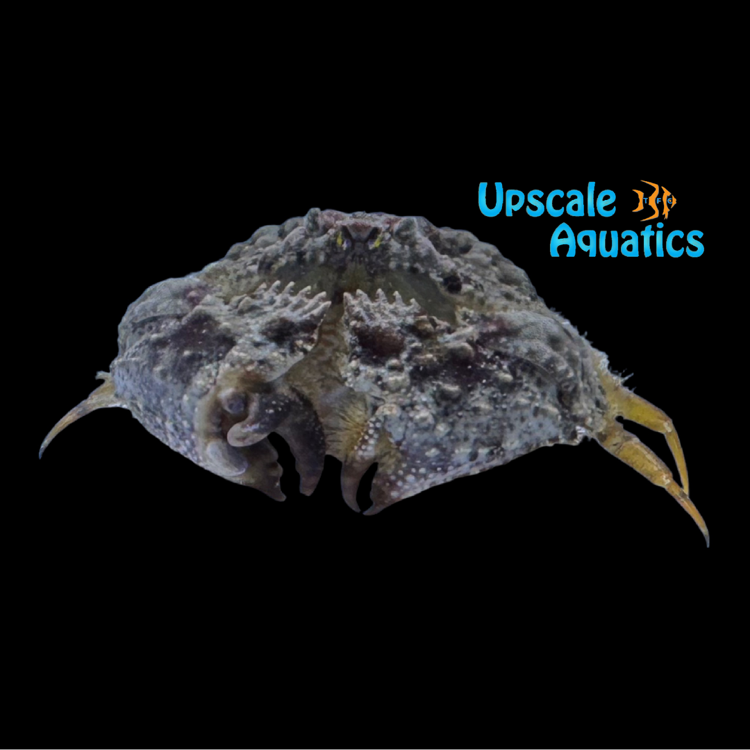 Shameface Heart Crab (Cryptosoma bairdii)