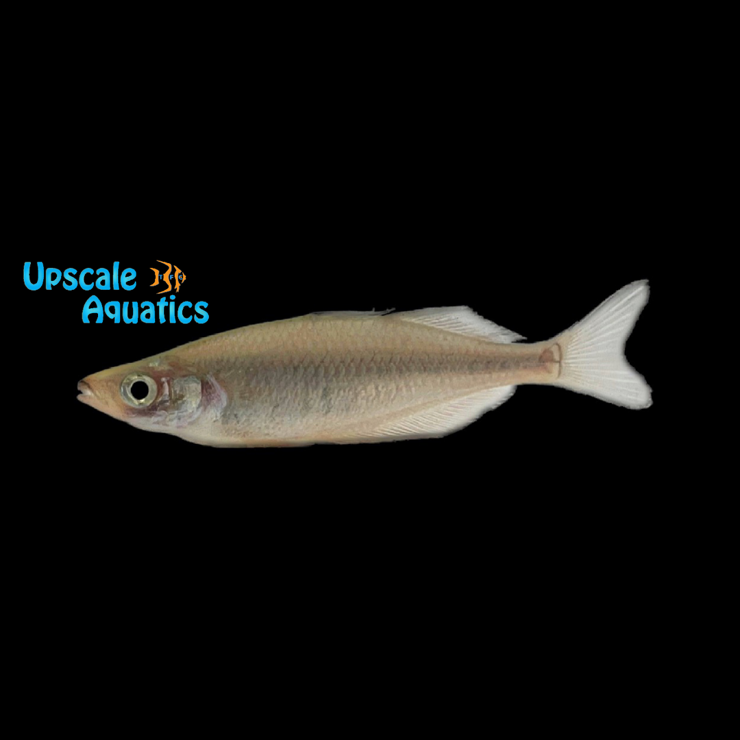 Kali Awalim Rainbowfish (Chilatherina sp. 'Kali Awalim')