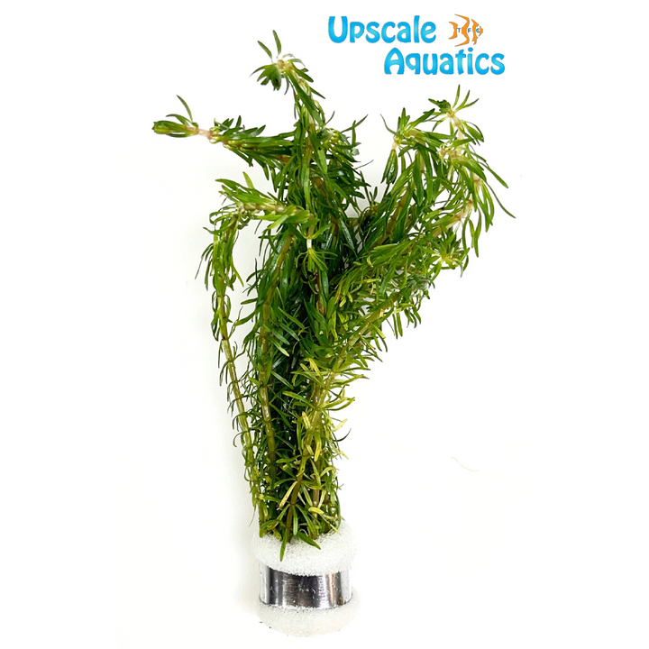 Rotala Bossii