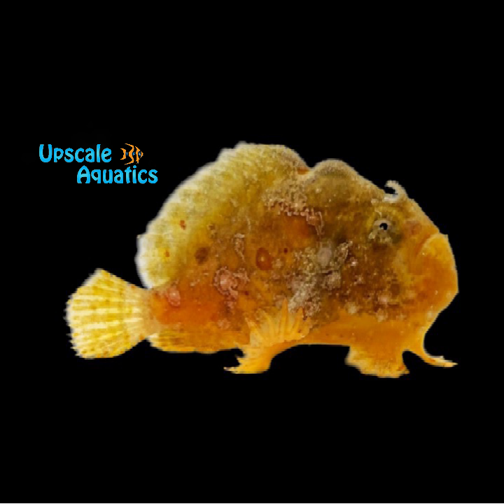 Painted Frogfish (Antennarius pictus)