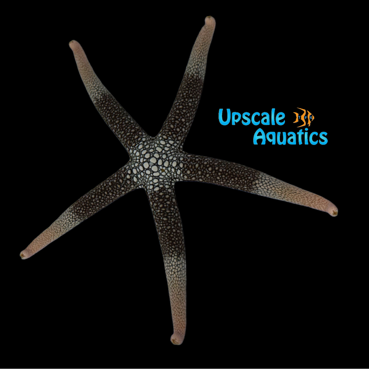 Peach Tip Nardoa Starfish (Nardoa novaecaledoniae)