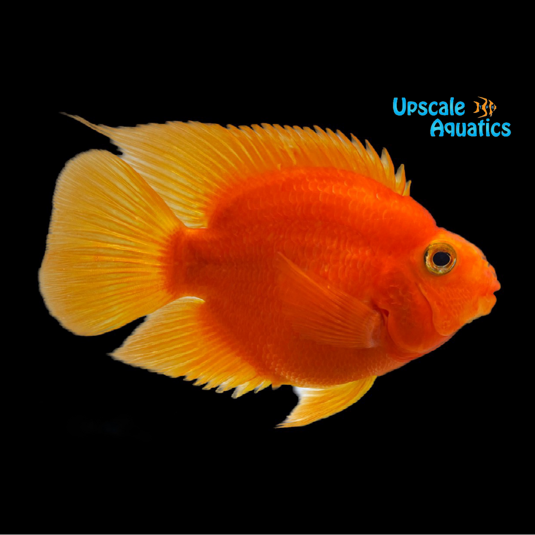 Blood Parrot Cichlid (Amphilophus labiatus x Heros severus)