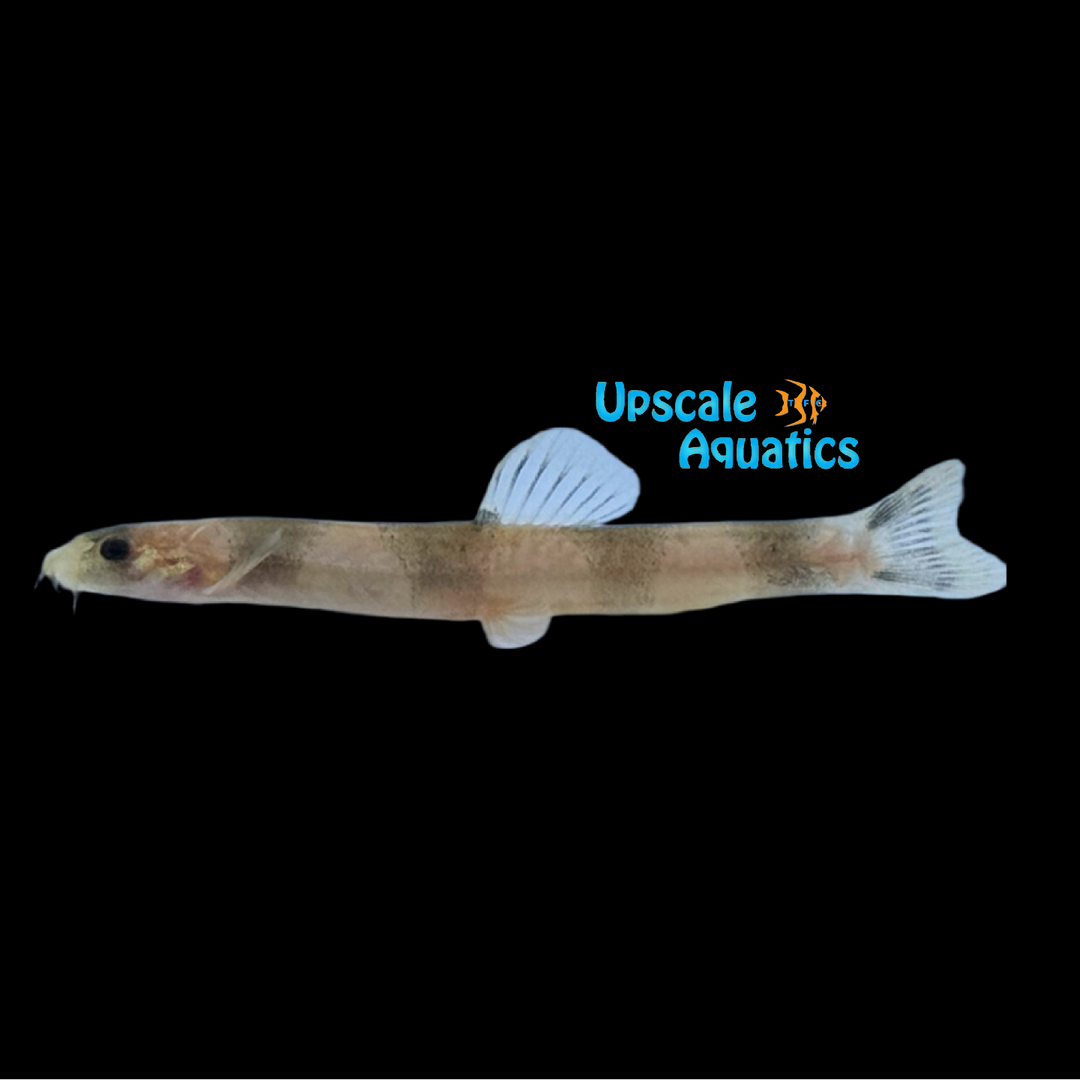 Mini Dragon Loach (Schistura pridii)