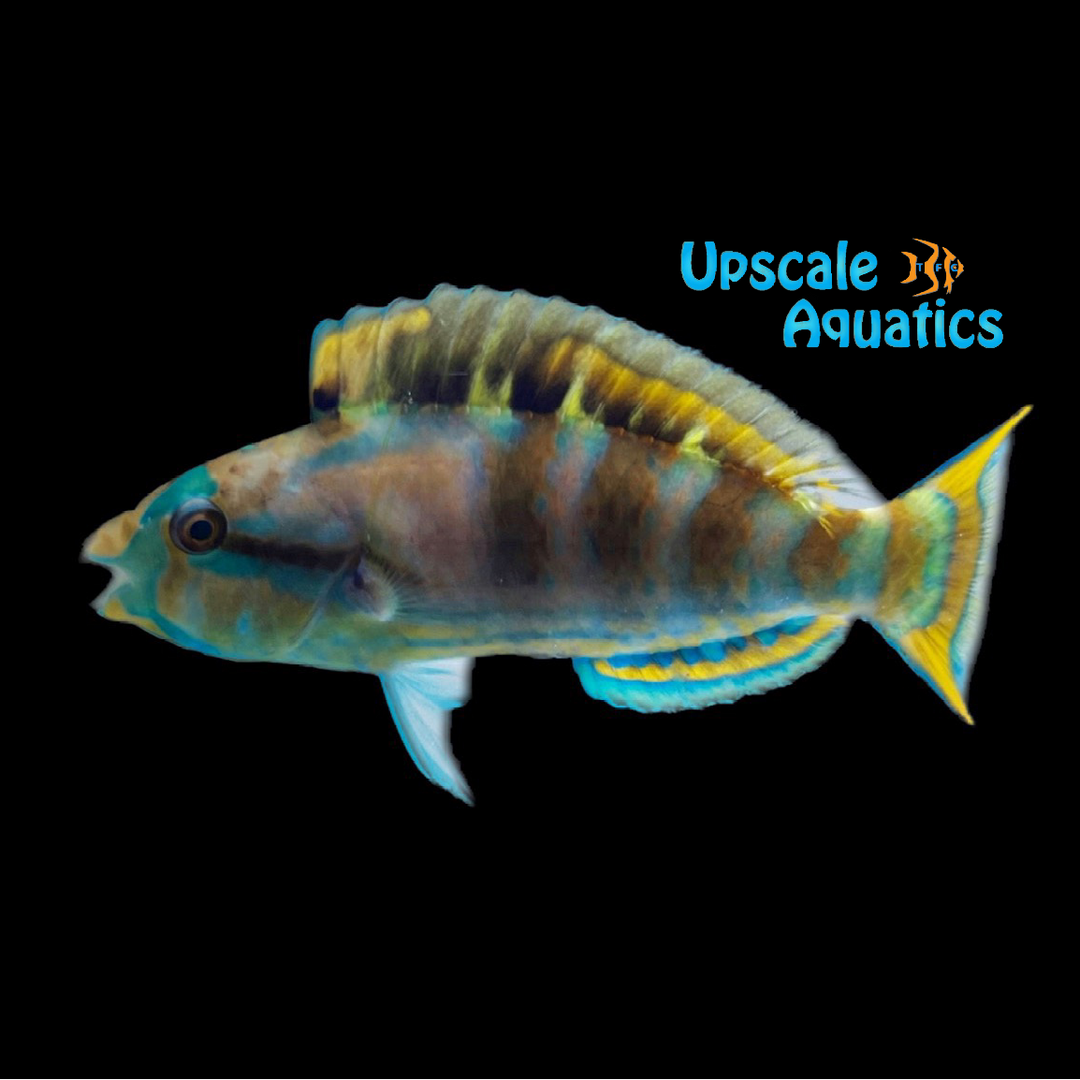 High Fin Parrotfish (Scarus longipinnis)