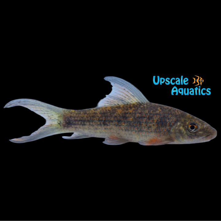 Harlequin 'Variegated' Sharlk (Labeo cyclorhynchus)