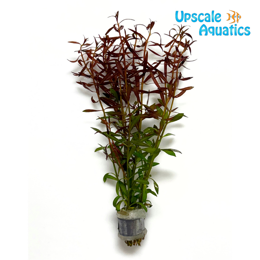 Needle Leaf Ludwigia (Ludwigia arcuata)