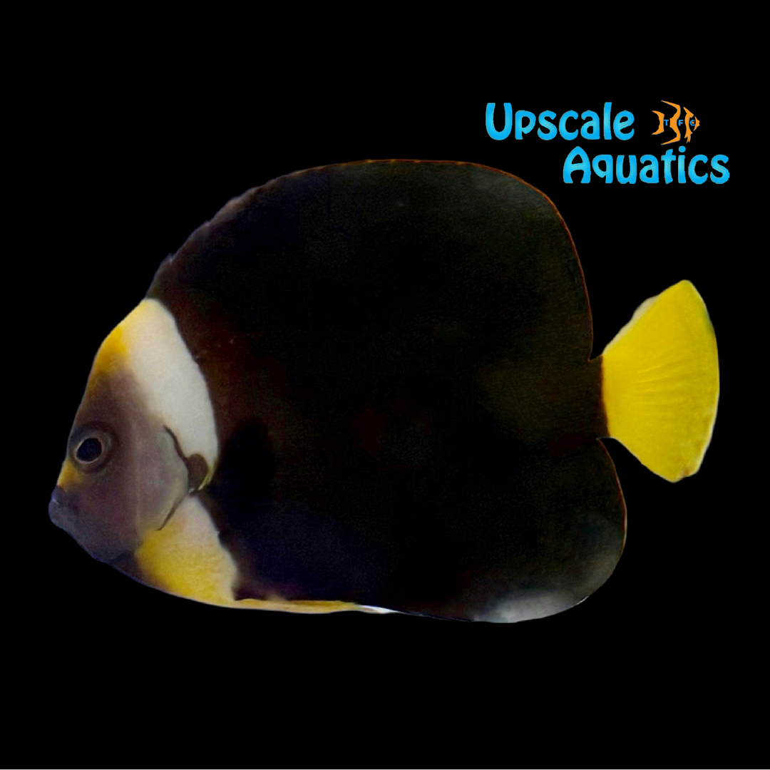 Yellowtail Personifer Angelfish (Chaetodontoplus meredithi)