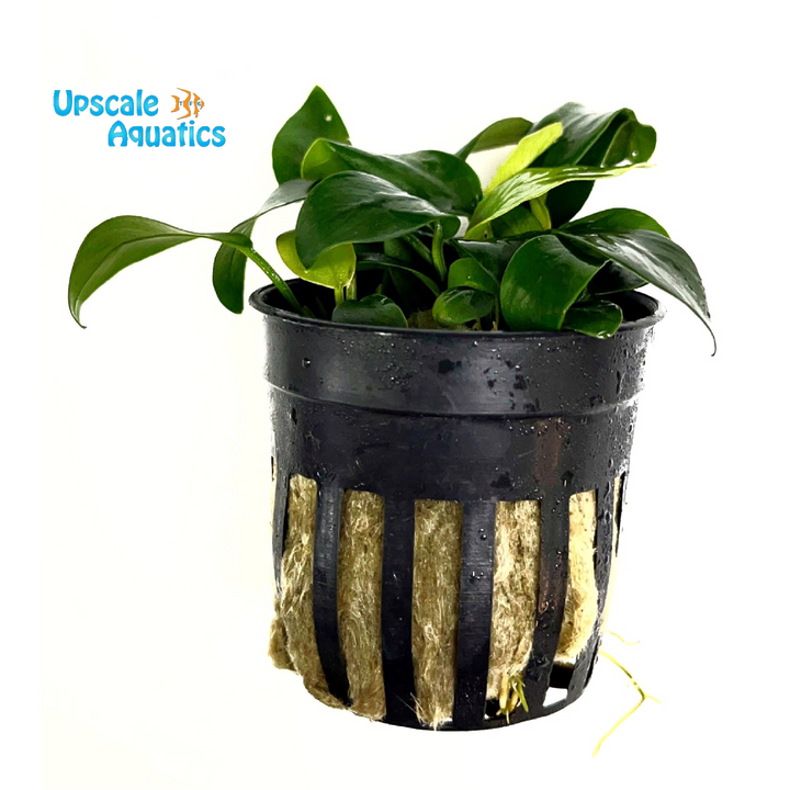 Bonsai Anubias (Anubias nana 'bonsai')