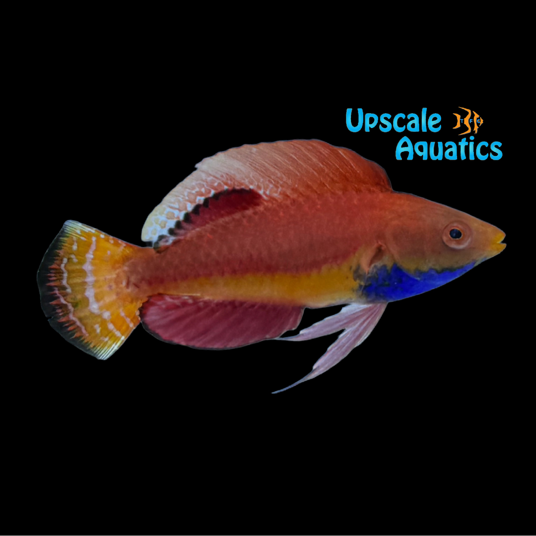 Sailfin Fairy Wrasse (Cirrhilabrus cyanogularis)