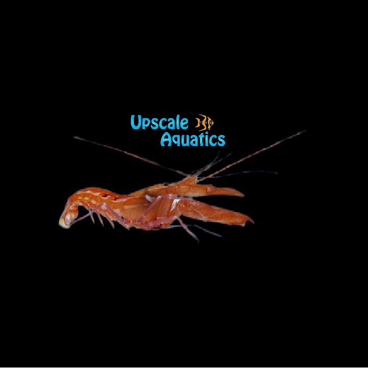 Curly-Que Pistol Shrimp (Alpheus armatus)