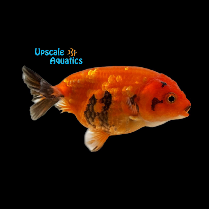 Assorted Ranchu Goldfish (Carassius auratus)