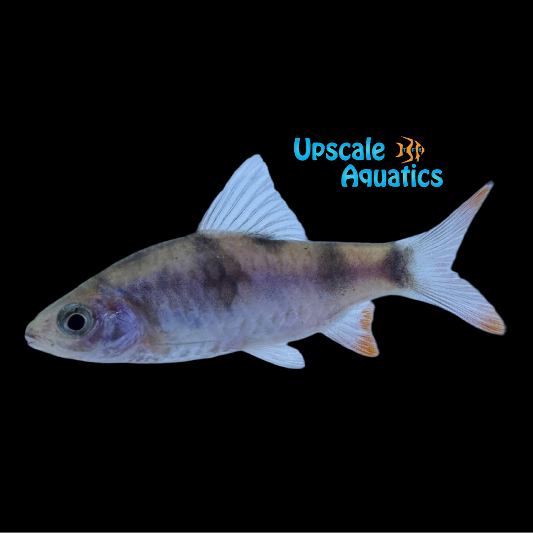 Trade Arulius Barb (Dawkinsia tambrapamiei)