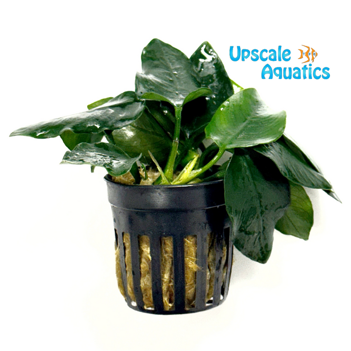 Thick Leaf Anubias (Anubias nana thick leaf)