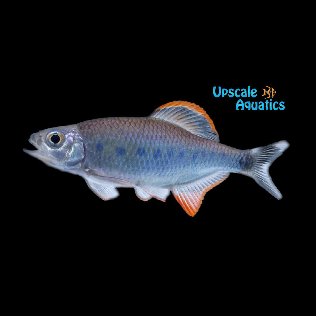 Blue Spotted Hill Trout (Barilius bakeri)