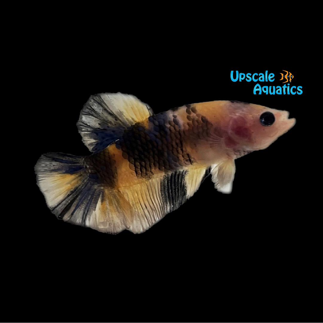 Yellow / Blue Tiger Koi Plakat Betta - Male (Betta splendens)