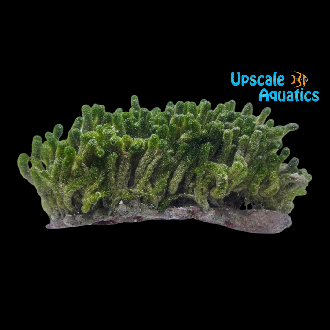 Finger Sea Fern Macroalgae (Dasycladus vermicularis)