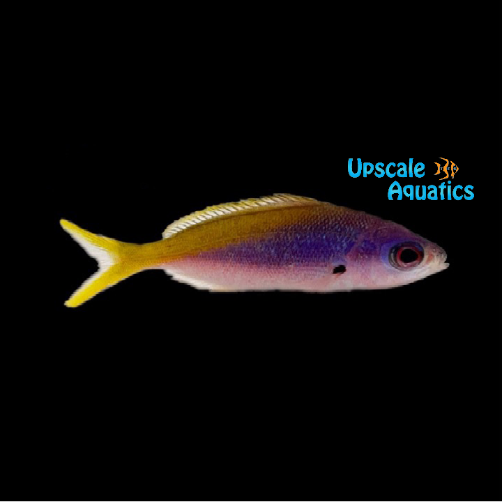 Yellow & Blueback Fusilier (Caesio teres)