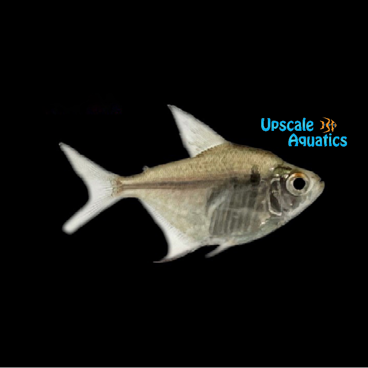 Featherfin Tetra (Hemigrammus unilineatus)
