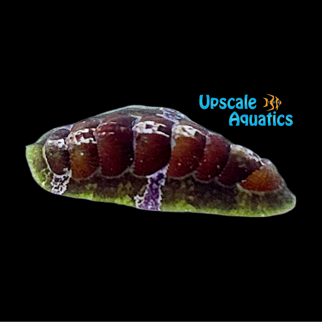 Lined Chiton (Tonicella marmorea)