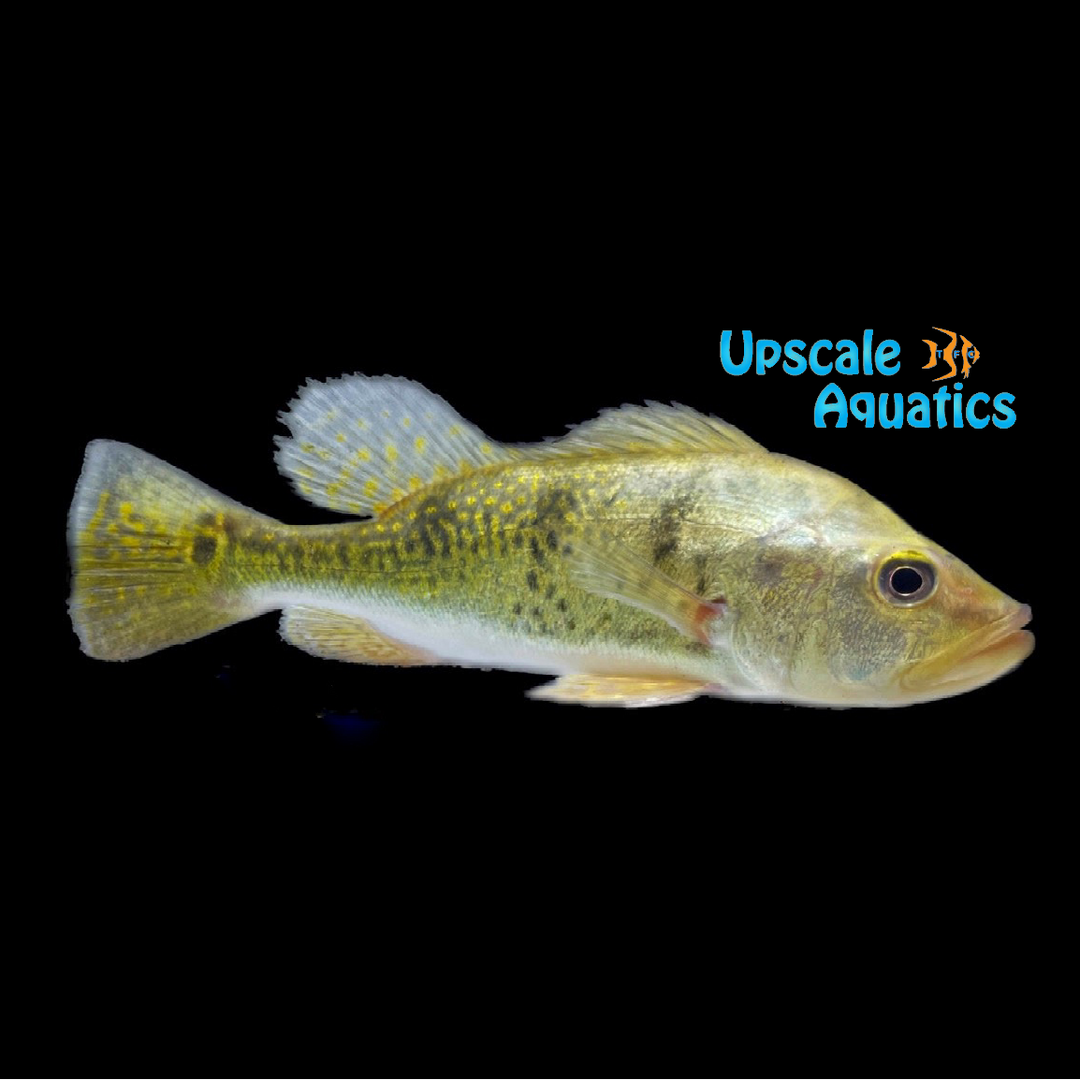 Kelberi Peacock Bass (Cichla kelberi)