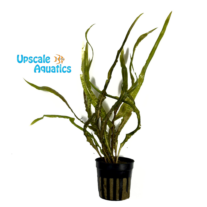 Cryptocoryne Balansae