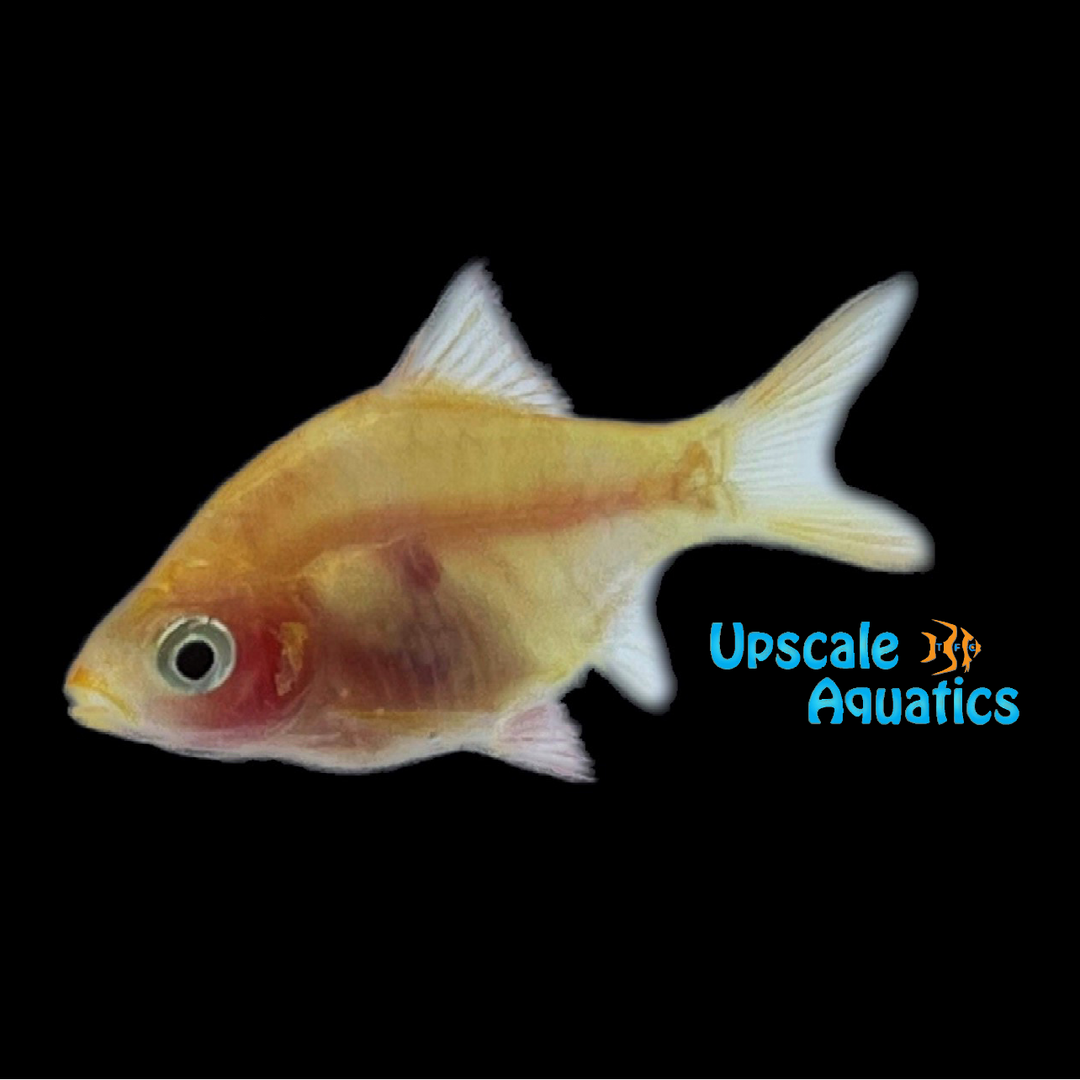 Ghost Tiger Barb (Puntigrus tetrazona 'Ghost')