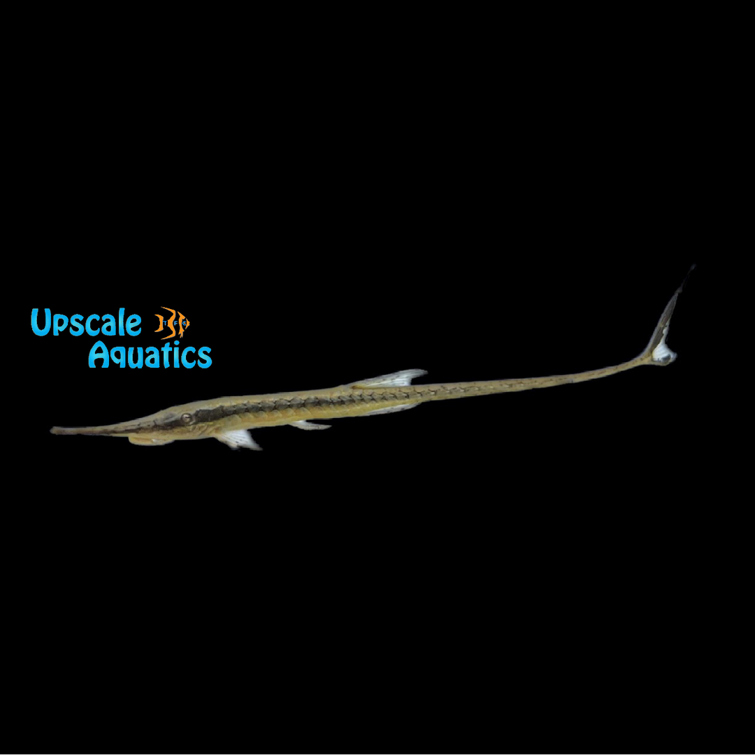 Farlowella Catfish (Farlowella acus)