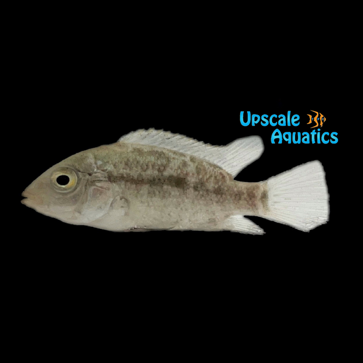 Black Nasty Cichlid (Nandopsis haitiensis)