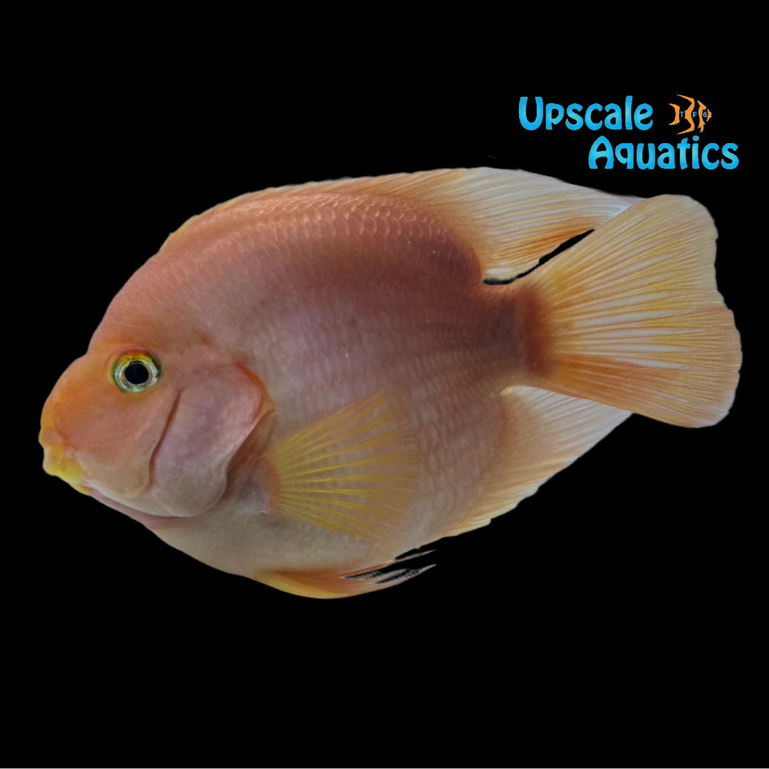Blood Red Ingot Parrot (Cichlasoma var. Parrot)