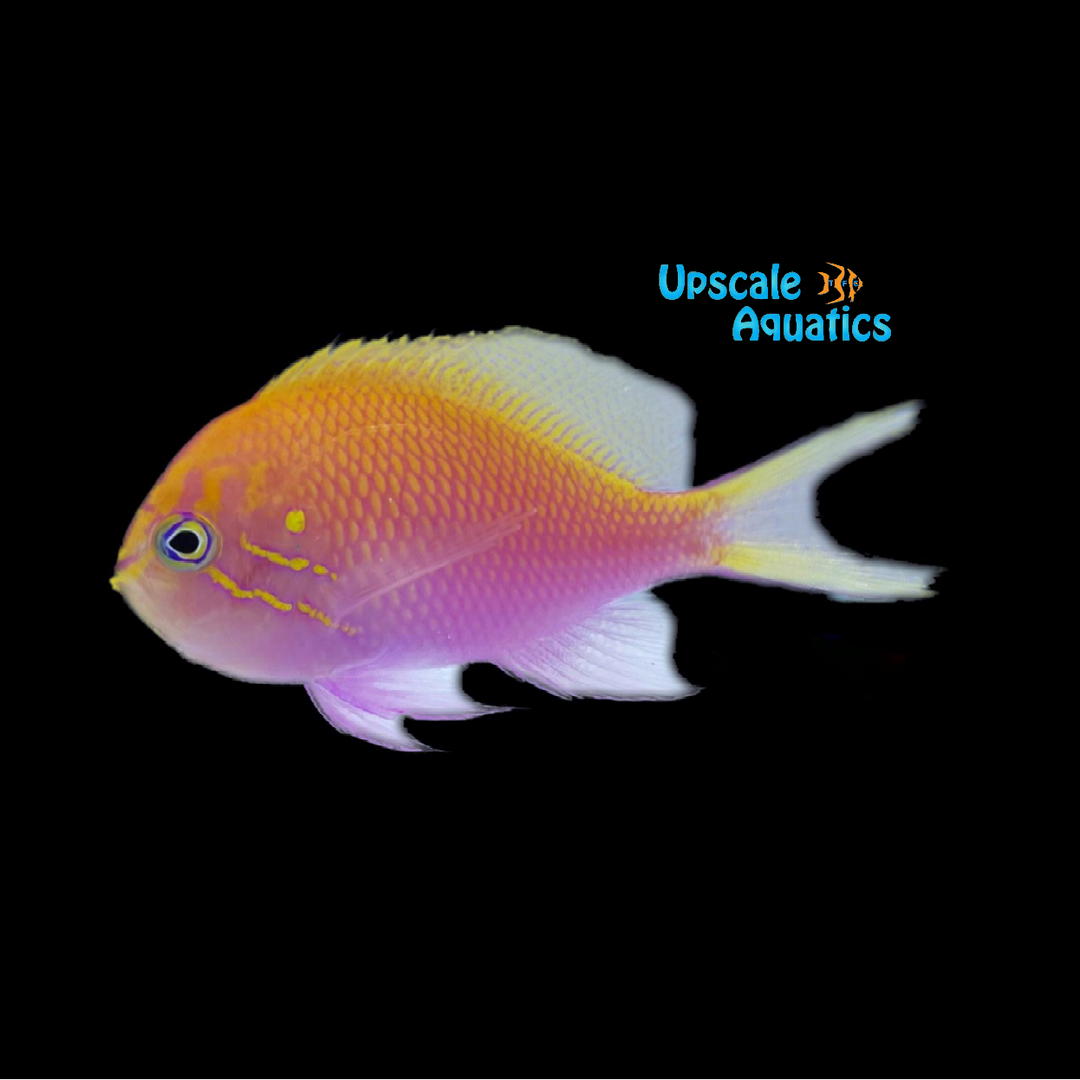 Sunburst Anthias (Serranocirrhitus latus)