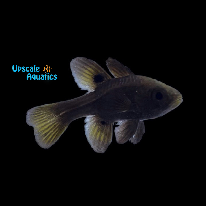 Black Cardinalfish (Apogonichthyoides melas)