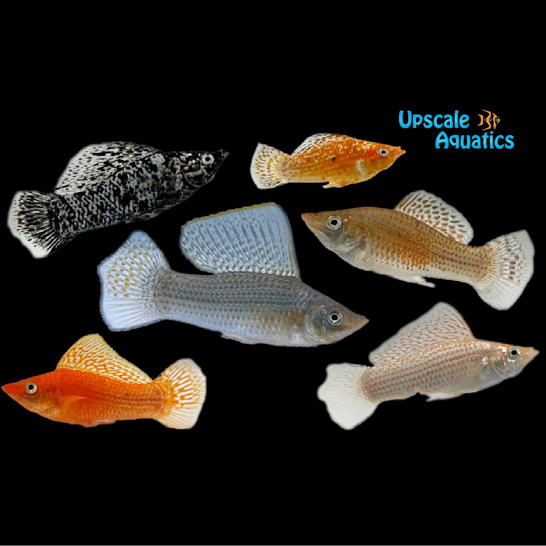 Assorted Sailfin Molly (Poecilia latipinna)