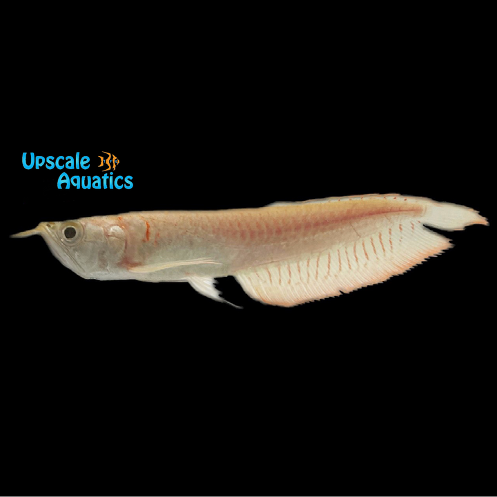Albino Silver Arowana (Osteoglossum bicirrhosum albino)