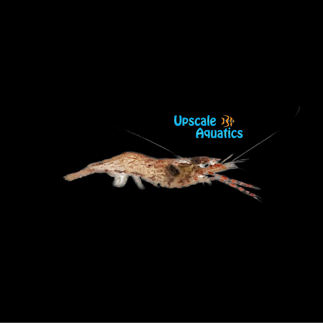 Bigclaw Prawn Shrimp (Macrobranchus carcinus)
