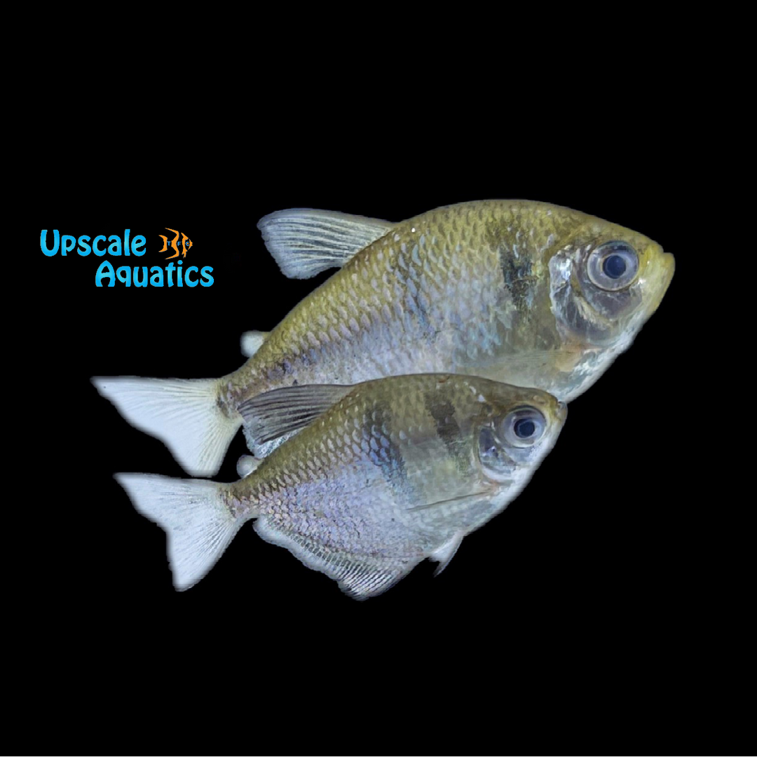 Black Skirt Tetra (Gymnocorymbus ternetzi)