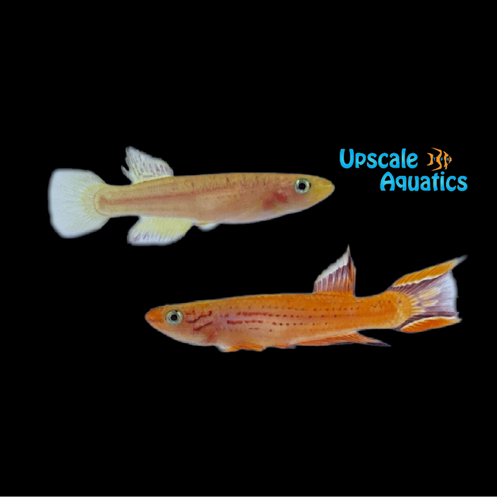 Gold Australe Killifish (Aphyosemion australe 'Gold')