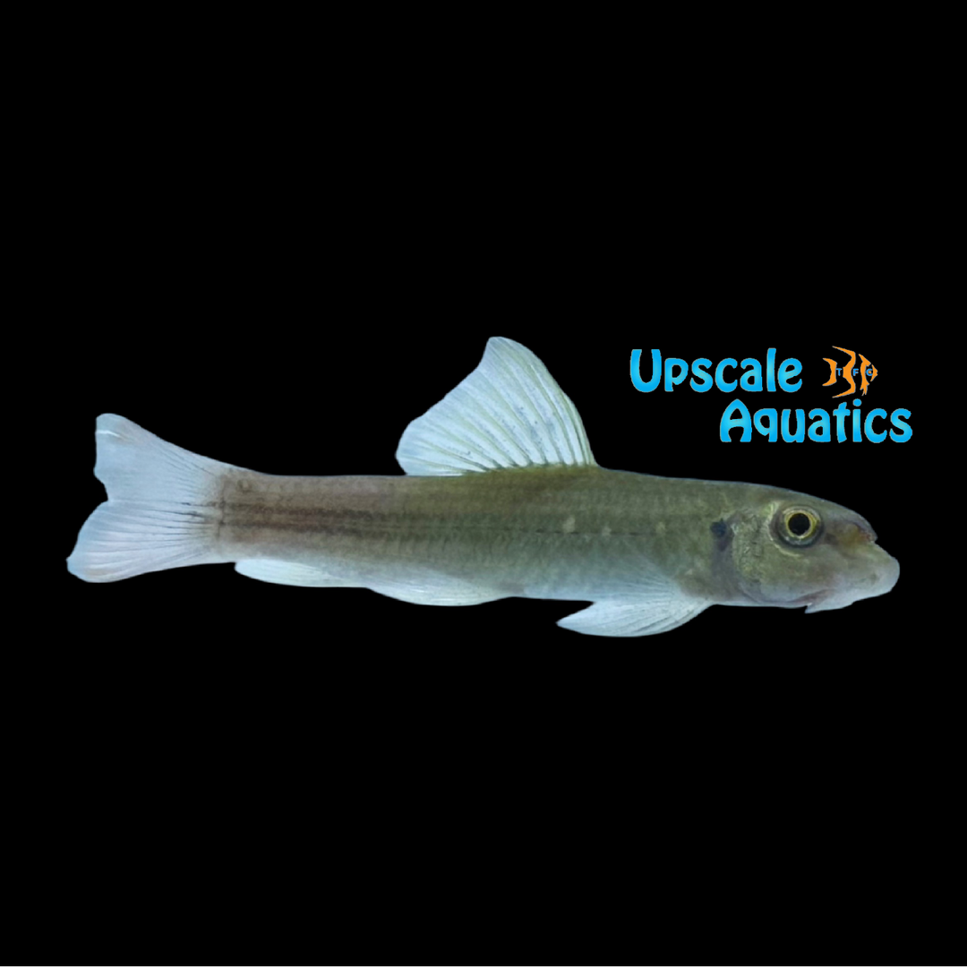 Redtail Garra (Garra sp. redtail)