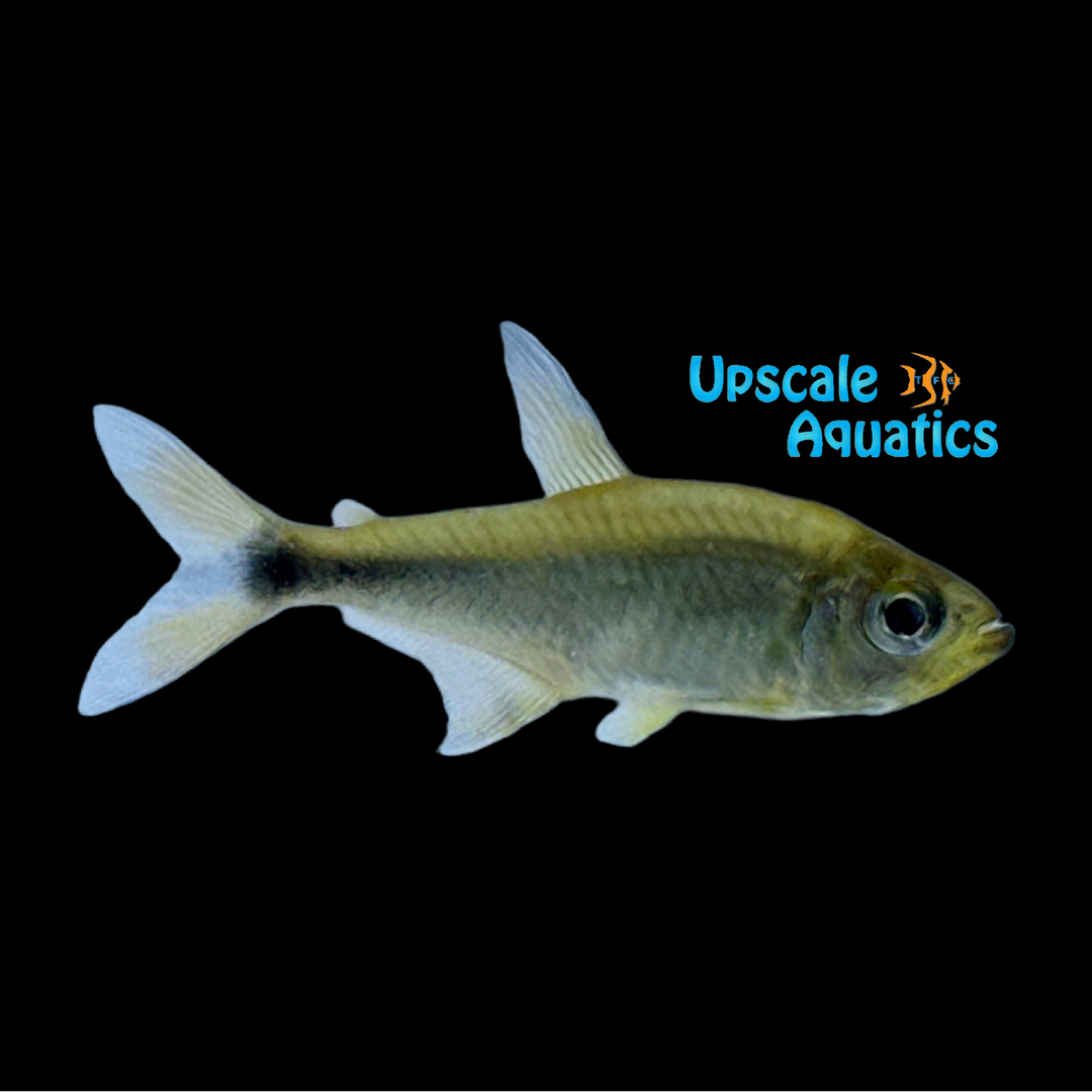 Golden Tetra (Hyphessobrycon moniliger)