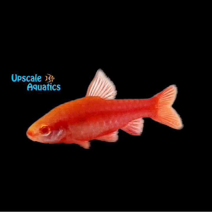 Albino Cherry Barb (Puntius titteya albino)